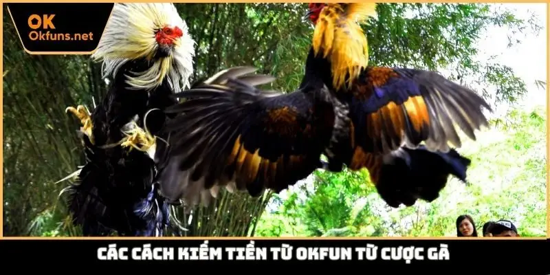 Các cách kiếm tiền từ Okfun từ cược gà