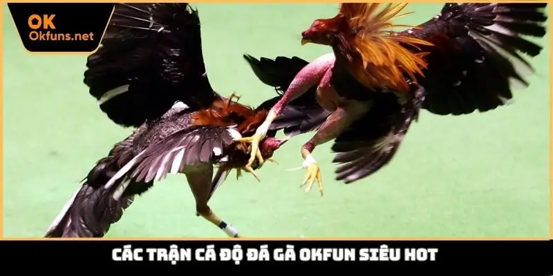 Các trận cá độ đá gà Okfun siêu HOT