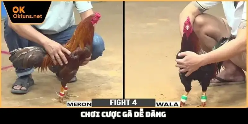 Chơi cược gà dễ dàng