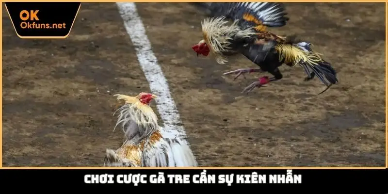 Chơi cược gà tre cần sự kiên nhẫn