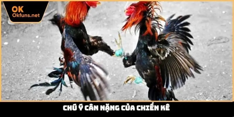 Chú ý cân nặng của chiến kê