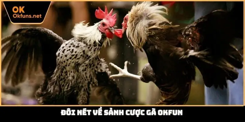 Đôi nét về sảnh cược gà Okfun
