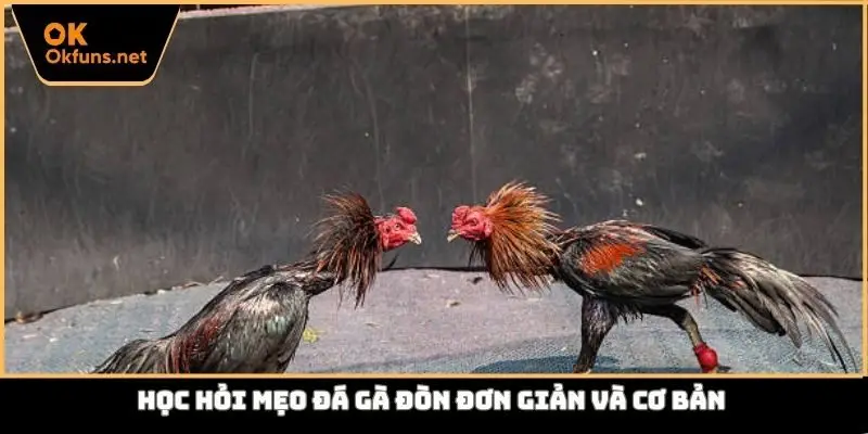 Học hỏi mẹo đá gà đòn đơn giản và cơ bản