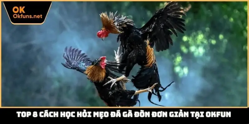 Học hỏi mẹo đá gà đòn