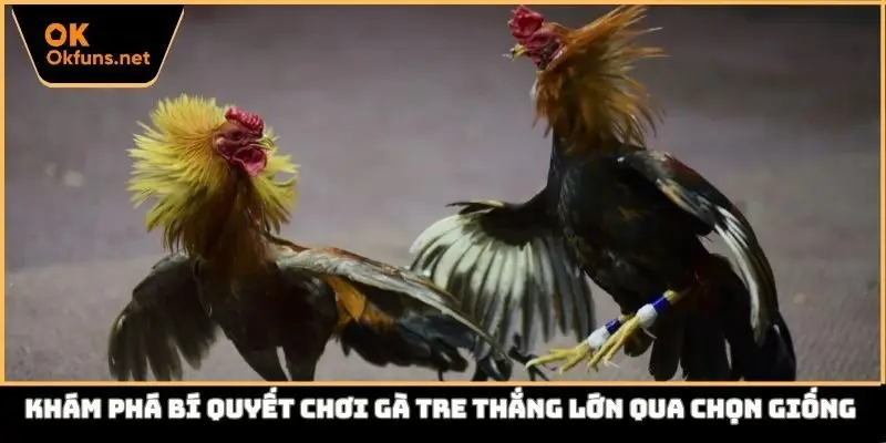Khám phá bí quyết chơi gà tre thắng lớn qua chọn giống