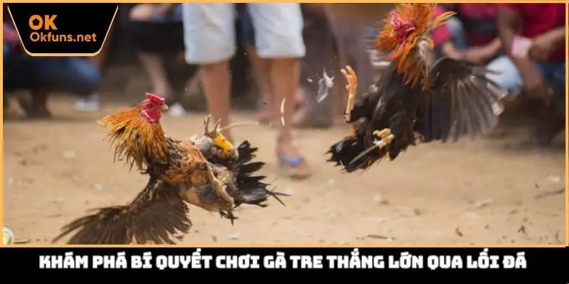 Khám phá bí quyết chơi gà tre thắng lớn qua lối đá