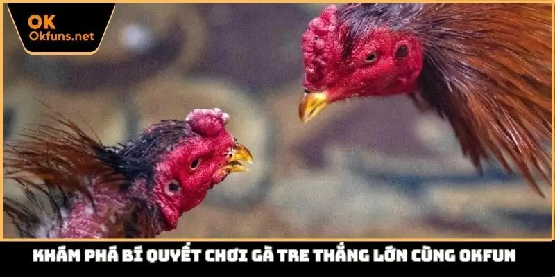 Khám phá bí quyết chơi gà tre thắng lớn
