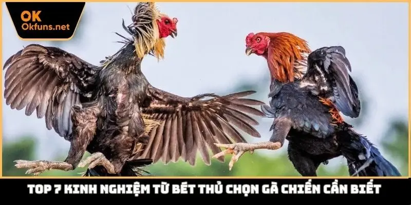 Kinh nghiệm từ bét thủ chọn gà chiến