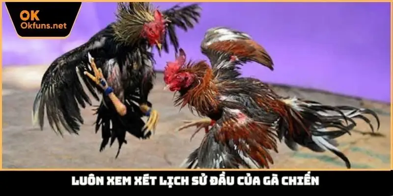 Luôn xem xét lịch sử đầu của gà chiến