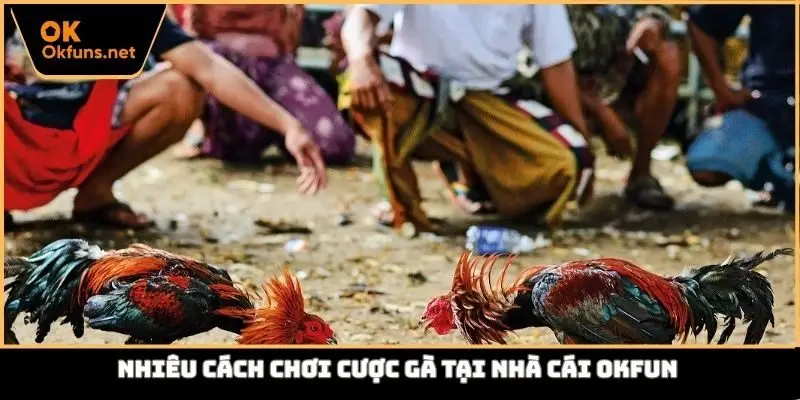 Nhiều cách chơi cược gà tại nhà cái Okfun