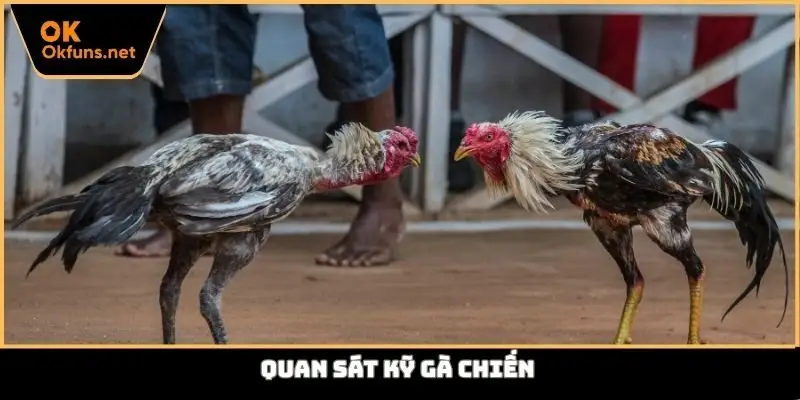 Quan sát kỹ gà chiến