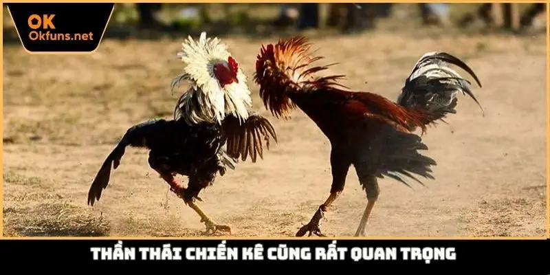 Thần thái chiến kê cũng rất quan trọng