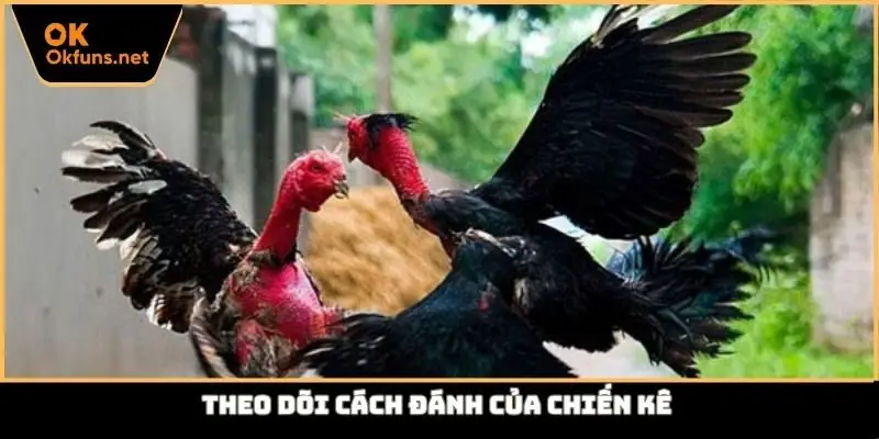 Theo dõi cách đánh của chiến kê