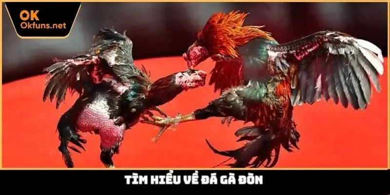 Tìm hiểu về đá gà đòn